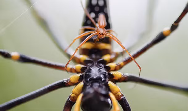 Nhện không có dương vật, chúng giao phối với nhau bằng các phần phụ trên khuôn mặt của mình.