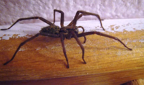 95% những con nhện đang ẩn nấp trong nhà của bạn không bao giờ chịu ra ngoài.