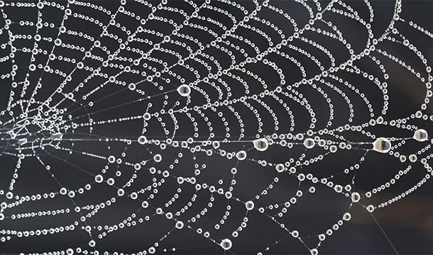 Nhện là một loài động vật yêu thiên nhiên, tích cực bảo vệ môi trường. Chúng tái chế màng nhện của mình bằng cách ăn nó và nhả ra tơ mới.