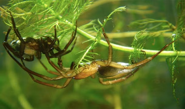 Loài nhện đáng sợ không chỉ gây ra những cơn ác mộng tồi tệ cho con người mà còn khiến con người phải chịu đựng sự hành hạ đau đớn khi bị chúng cắn. Và nếu bạn nghĩ nhảy xuống nước có thể giúp mình trốn thoát loài nhện, bạn đã nhầm, một số loài nhện có thể bơi thậm chí thở dưới nước.