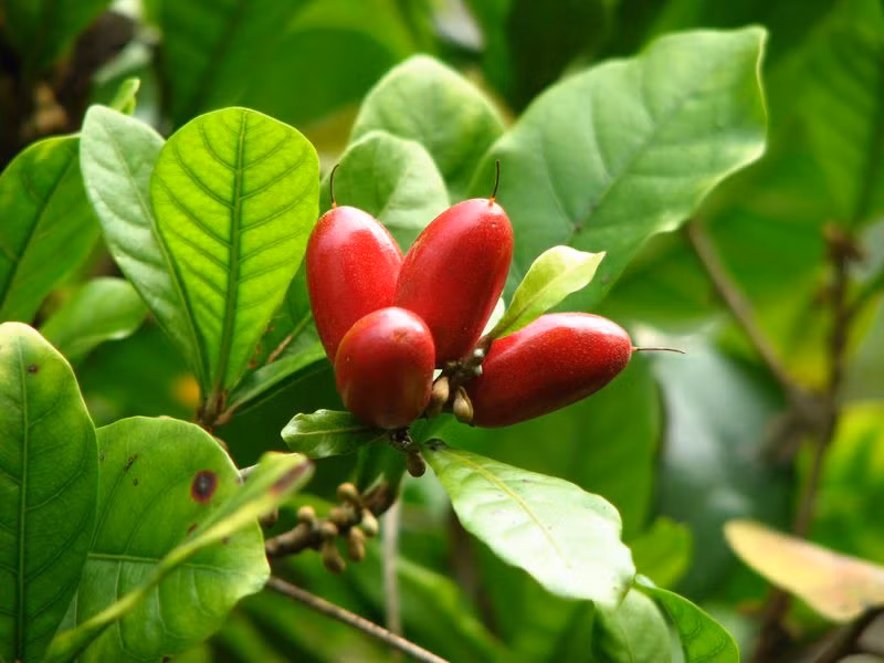 Cơ chế tác động của miraculin đối với các vị khác, biến chúng thành vị ngọt hiện nay vẫn chưa được làm sáng tỏ. Tuy nhiên có giả thuyết rằng, chất miraculin phản ứng với axít trên bề mặt gai vị giác của lưỡi sẽ biến các vị khác thành vị ngọt.