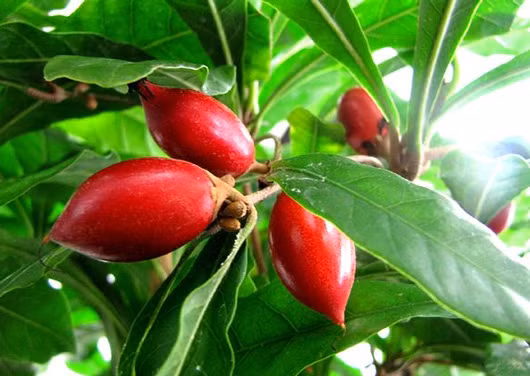 Tuy nhiên, theo nhiều thông tin, tác dụng biến cay đắng thành ngọt ngào của quả thần kỳ chỉ có thể duy trì trong khoảng thời gian ngắn, khoảng một tiếng đồng hồ hoặc ít hơn nếu dùng lẫn với các đồ uống nóng.