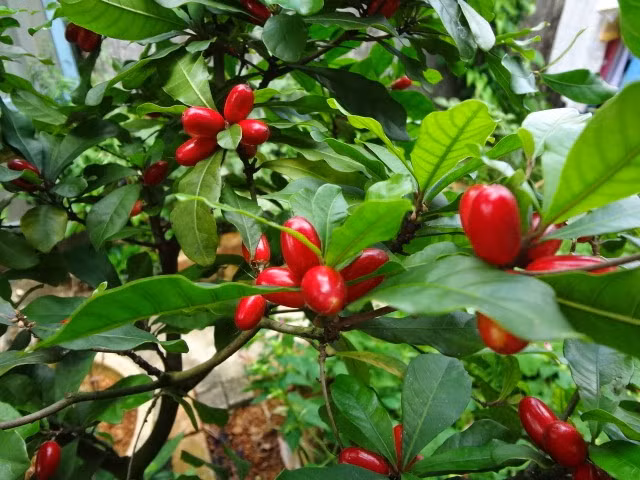 Khi thám hiểm vùng tây châu Phi năm 1725, Des Marchais quan sát kỹ lưỡng và viết về tập tục kỳ lạ của thổ dân vùng này. Theo quan sát của ông, thức ăn của thổ dân khu vực này đều rất chua và không hề có đường. Tuy vậy, sau khi nhai một loại trái cây kỳ lạ màu đỏ thì vị chua lập tức trở thành vị ngọt.