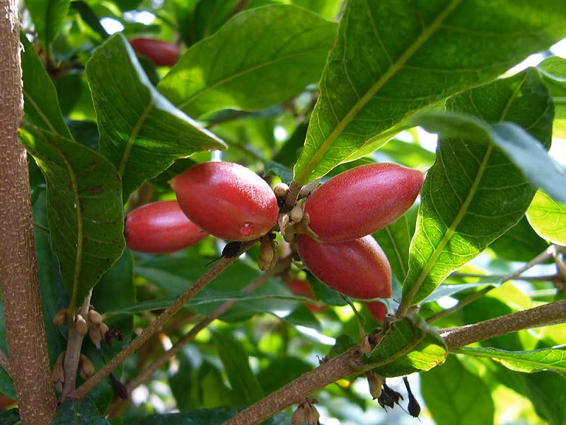 Tuy nhiên người đặt tên cho loài cây này không phải là Des Marchais mà lại là Tiến sĩ W.F. Daniel, người đã trực tiếp nghiên cứu về đặc tính của cây này và phát hiện ra rằng, thành phần chính của quả thần kỳ là miraculin. Ông đặt tên cho loài cây này là "cây thần kỳ" và định danh là Synsepalum dulcificum, họ hồng xiêm (Sapotaceae).