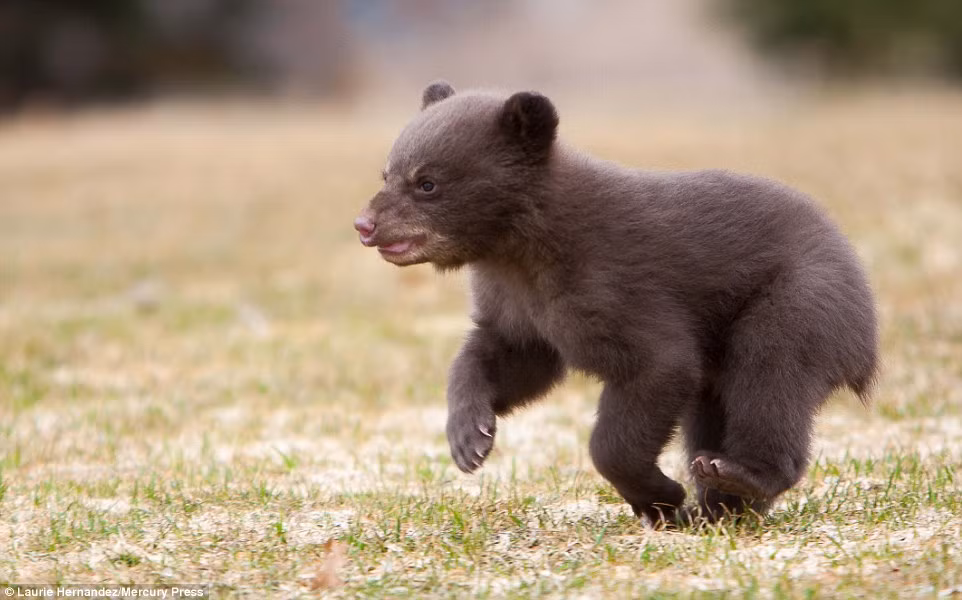 Dễ thương và ham học hỏi nhưng gấu con đáng yêu đã không kết bạn đúng người. Mặc dù vậy, con chồn hôi xấu tính không thể làm gấu con buồn bực lâu, chú ta lại tung tăng chạy nhảy và tìm niềm vui mới, những người bạn mới, thân thiện và niềm nở hơn. Nguồn: Daily Mail