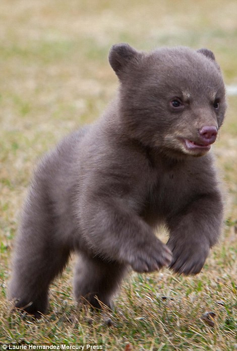 Tuy nhiên, chỉ được một lúc gấu con phát hiện ra một con chồn hôi và nhanh chóng phóng đến, quên cả việc làm người mẫu động vật. Nguồn: Daily Mail