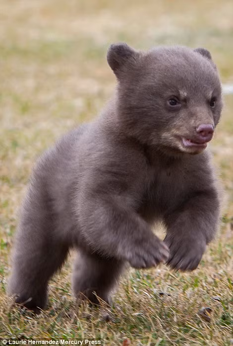 Tuy nhiên, chỉ được một lúc gấu con phát hiện ra một con chồn hôi và nhanh chóng phóng đến, quên cả việc làm người mẫu động vật. Nguồn: Daily Mail