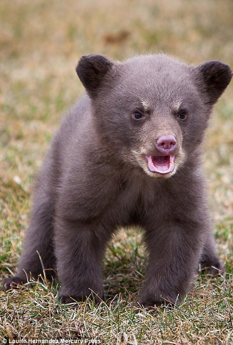 Rất tò mò về loài vật khác thường có hai màu lông đen trắng nổi bật kia, gấu con tiếp cận chồn hôi mà không cần biết bạn có thích thú hay không. Nguồn: Daily Mail