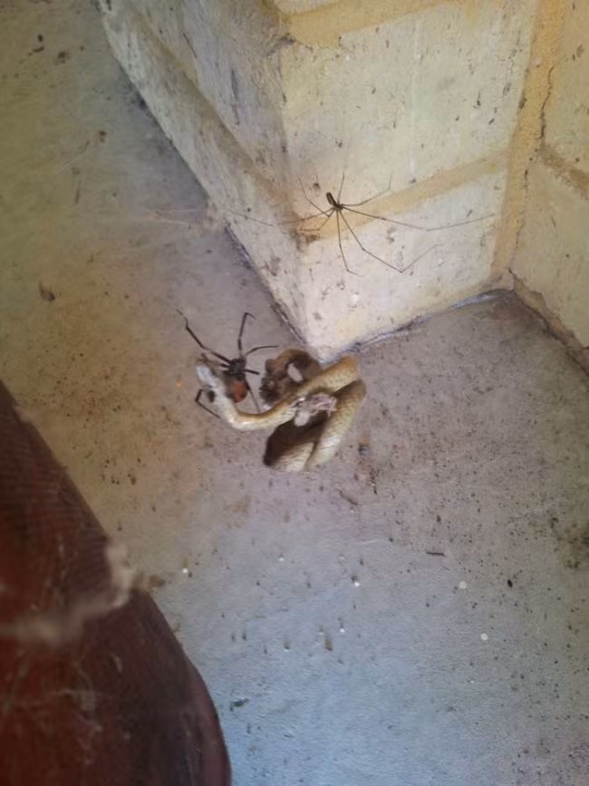 Con rắn này chết thảm khi bị hai con nhện đi săn đồng đội đuổi giết. Sau một hồi chống cự quyết liệt, con rắn cũng buông xuôi và để mặc cho số phận an bài. Nguồn: Viral Nova