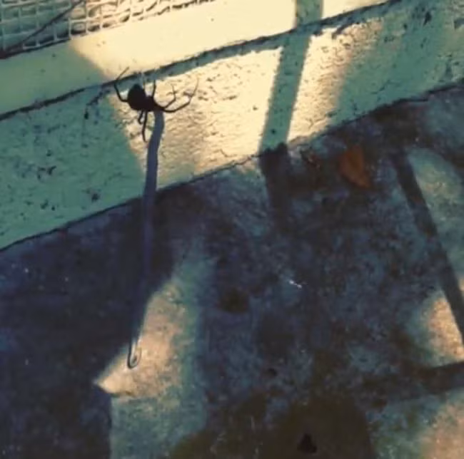 Lang thang vệ đường, con rắn không ngờ rằng mình bị bẫy bởi một con nhện độc ác đang đói mồi. Nguồn: Viral Nova