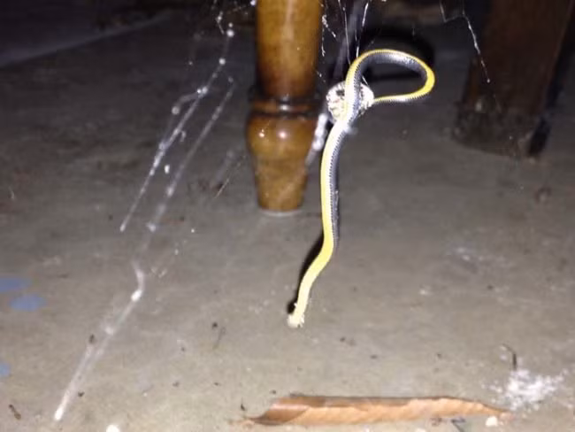 Là nỗi ám ảnh của nhiều người nhưng con rắn này cũng thất thủ trước "thiên la địa võng" do loài nhện bày ra, nó sa vào lưới nhện và không thể thoát khỏi đó. Nguồn: Viral Nova