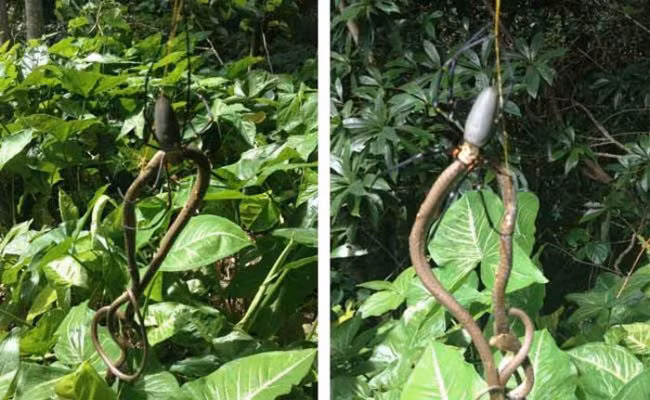 Trên thực tế nhiều con rắn đã phải bỏ mạng trước sự hung hãn của những quái vật tám chân lông lá, toàn thân chứa chất độc này. Trong ảnh là một con rắn xấu số bén mảng gần khu vực săn của một con nhện và phải bỏ mạng trong uất ức. Nguồn: Viral Nova