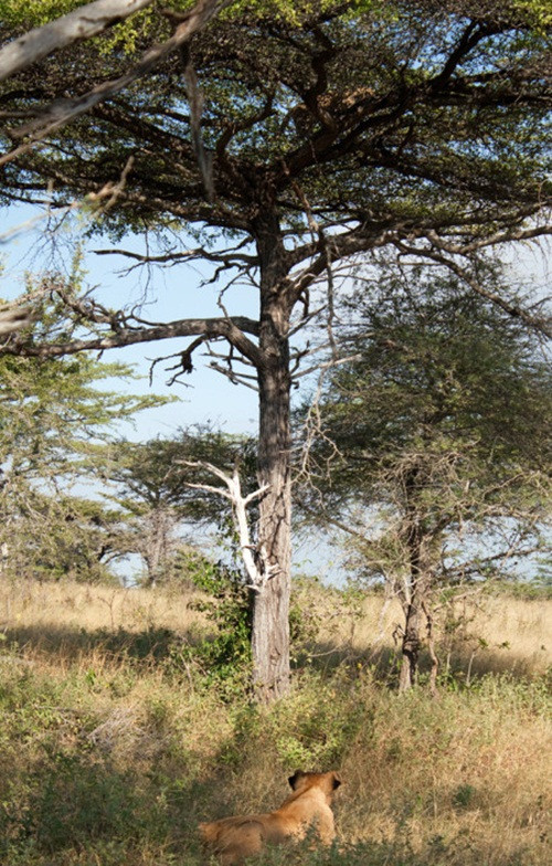 Ngay cạnh đó, trên một cái cây cao, có một cặp đôi báo hoa mai bị mắc kẹt, chúng sẽ không thể thoát thân nếu như sư tử còn phục kích ở khu vực này, mặt khác nếu chúng cứ mãi trên cây, chúng sẽ bị chết đói, chết khát hoặc kiệt sức vì nắng nóng. (Theo Africa Geographic)