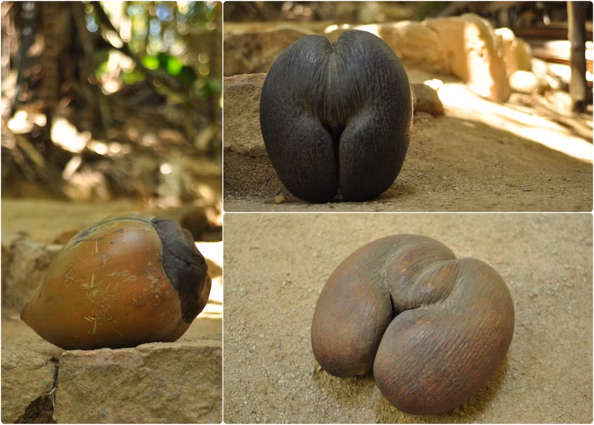 Do quý hiếm, trước đây ở Maldives, bất kỳ quả Coco de mer nào được tìm thấy trên đại dương hay bãi biển đều phải được dâng tặng cho nhà vua. Nếu người dân tham lam giữ quả Coco de mer cho chính mình hoặc đem bán nó, họ có thể bị án tử hình. (Theo Mynameisivory)