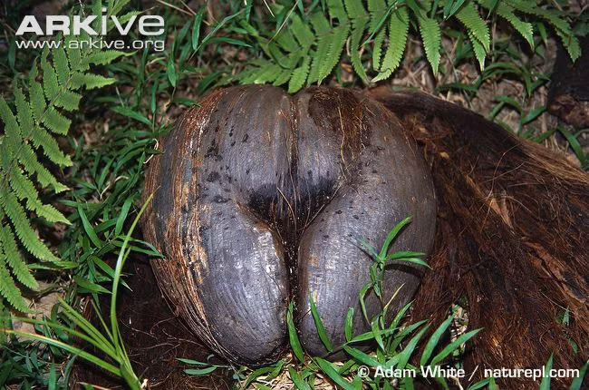 Vì là thực vật đơn tính khác gốc, hoa của cây đực có hình dương vật, quả hình mông phụ nữ chỉ mọc ở trên cây cái, có truyền thuyết kể lại rằng, những cây Coco de mer sẽ làm tình say mê vào những đêm bão tố. Khi mưa giông trút những hạt nước nặng nề, không một ai dám ra ngoài, cây nam sẽ tự nhổ rễ của mình tiếp cận cây nữ để "ân ái trong đêm". Cũng theo truyền thuyết kể lại, bất cứ ai nhìn thấy cây Coco de mer giao phối sẽ chết hoặc bị mù. (Theo Arkive)