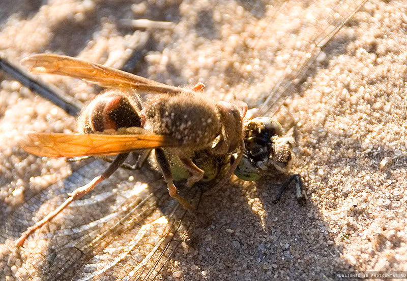 Sau khi khống chế được hoàn toàn chuồn chuồn, ong bắp cày hung hãn và thong thả cắn vào cổ của chuồn chuồn, mục đích là cắn rụng đầu của con côn trùng tội nghiệp. Nguồn: Smalliving
