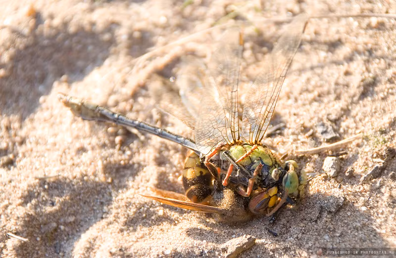 Đáng tiếc, ong bắp cày hung dữ được mệnh danh là loài hổ bá vương trong thế giới côn trùng, hiếm có kẻ thù nào thoát khỏi tay của nó khi nó không muốn. Nguồn: Smalliving