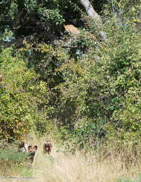 Đàn chó hoang bỏ cuộc khi báo đốm nhanh chân trèo tót lên cây. (Theo Afica Geographic)
