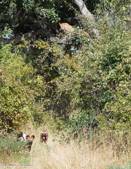 Đàn chó hoang bỏ cuộc khi báo đốm nhanh chân trèo tót lên cây. (Theo Afica Geographic)