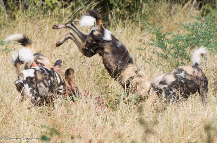 Chúng quay về đánh chén no say thịt linh dương mà mình vừa săn được, bỏ mặc con báo đốm thèm thuồng đứng trên cây cao quan sát. (Theo Afica Geographic)