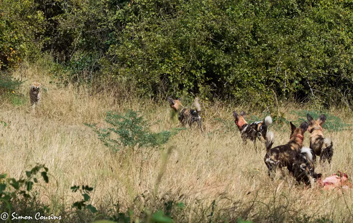 Lập tức đàn chó hoang thả thịt linh dương ra và lao về phía con báo đốm. (Theo Afica Geographic)