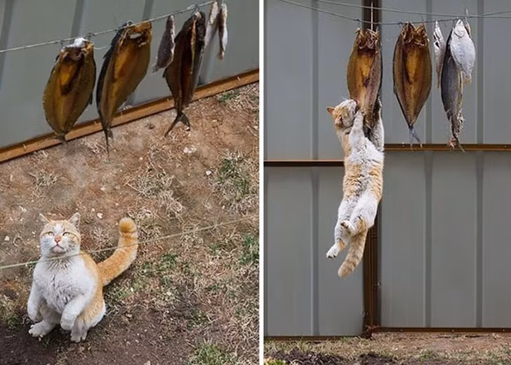 Nhìn thấy mớ cá khô quá hấp dẫn, chú mèo đi đi lại lại trong nhà, cuối cùng quyết định vứt bỏ tư cách nhảy lên để ăn vụng. (Theo Emgn)