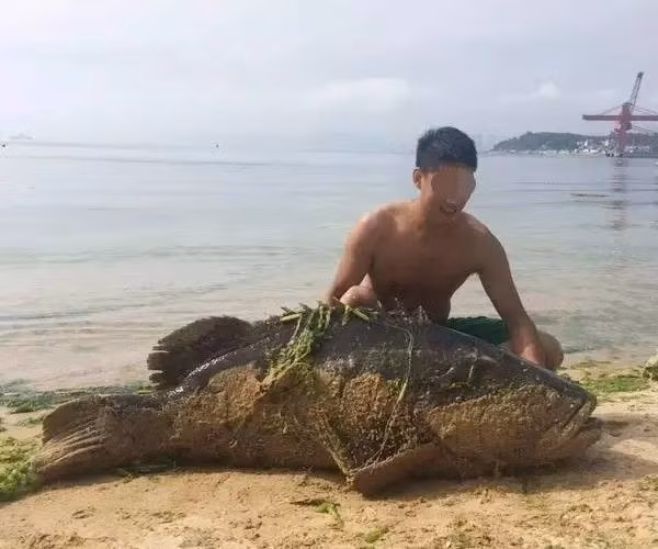 Vừa qua, ở Quảng Đông, Trung Quốc, một du khách bắt được một con cá mú khổng lồ dài gần 2m, nặng 125kg, gây xôn xao dư luận. (Theo Sina)