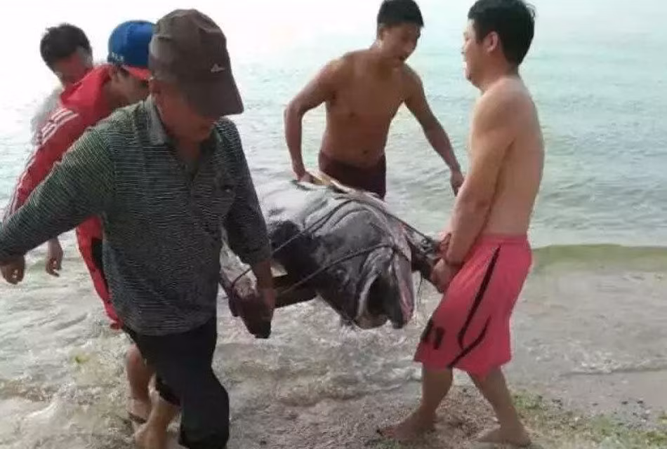 Hải Tình A Đạt cũng cho biết, con cá khổng lồ này là "cố nhân" của anh, rất nhiều người đã từng nhìn thấy con cá khủng xuất hiện tại vùng biển nhưng không ngờ hôm nay nó lại sa lưới. (Theo Sina)