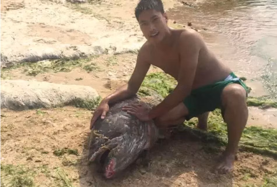 Khi câu được loài cá này, các cá nhân, tổ chức cần phải thả ngay lập tức và vô điều kiện con cá về môi trường sống của nó. (Theo Sina)