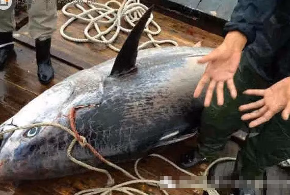 Vào năm 2015, tại Huệ Châu, Quảng Đông, Trung Quốc ngư dân đã từng bắt được một con cá ngừ vây xanh khổng lồ nặng tới 340kg. (Theo Sina)