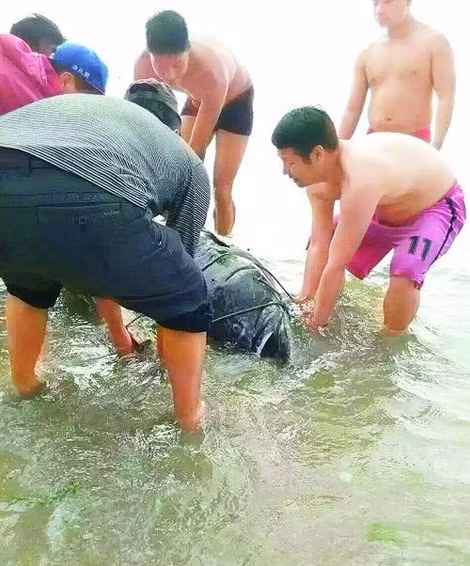 Theo một ngư dân địa phương gọi là Hải Tình A Đạt thì hôm đó du khách này quăng lưới bắt cá thì bỗng thấy lưới nặng bất ngờ. Xem kỹ thì có một con cá khổng lồ đã mắc lưới. Người dân tới vây xem và giúp đỡ kéo lưới. (Theo Sina)