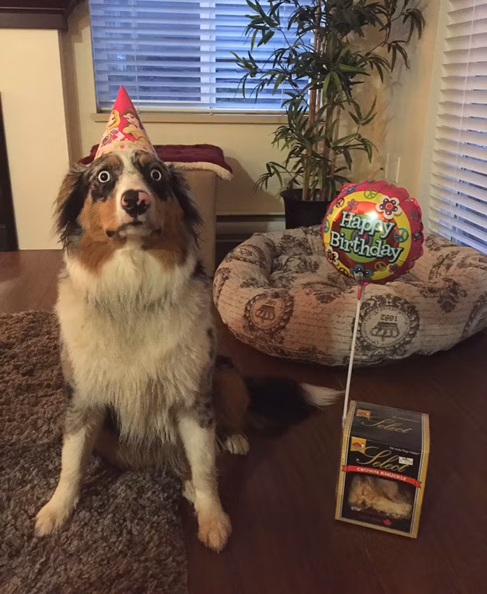 Choáng váng vì chủ nhân nhớ tới sinh nhật của mình, chú chó tròn mắt ngạc nhiên. (Theo Boredpanda)