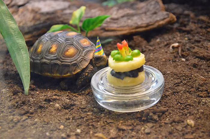 Mừng sinh nhật với một chiếc bánh nhỏ xíu nhưng chú rùa này cực kỳ hạnh phúc. (Theo Boredpanda)