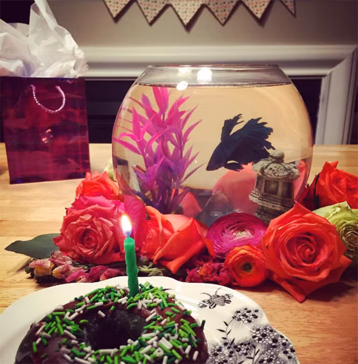 Hoa hồng, nến, bánh, chú cá cảnh này thực sự đã có một sinh nhật lãng mạn mà nhiều người phải mơ ước, ghen tị. (Theo Boredpanda)