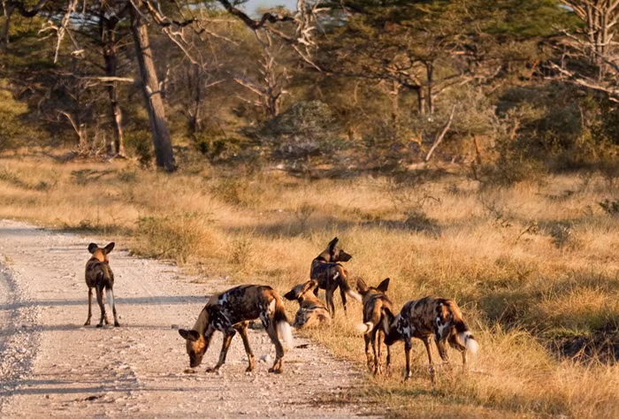 Bỗng nhiên, một con chó hoang hung dữ lao về phía có con mồi, rượt đuổi con linh dương impala tội nghiệp. Nhờ có sự phối hợp tác chiến của cả bầy mà rất nhanh chóng con linh dương impala bị hạ gục. (Theo Africa Geographic)