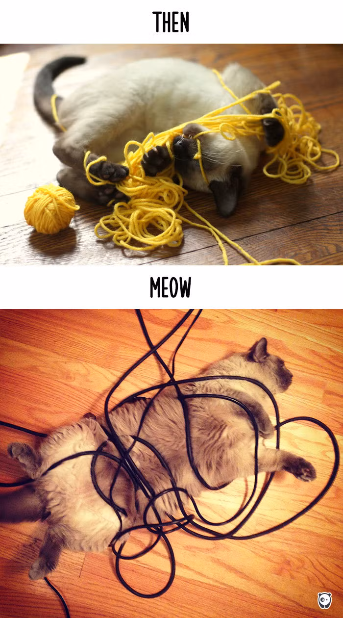 Nếu như vài thập kỷ trước những con mèo vẫn còn bị xấu hổ khi mắc kẹt trong đống len mà mình chơi lén thì giờ đây, chúng bị quấn chặt bởi những sợi dây điện khắp nhà.