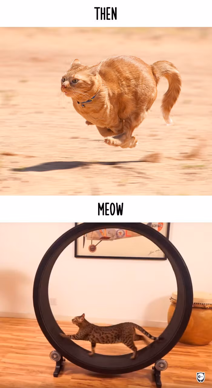 Nếu ngày xưa để duy trì vóc dáng thon thả, mèo phải ra ngoài chạy bộ thì giờ đây chúng đã có máy chạy của riêng mình ngay trong nhà.