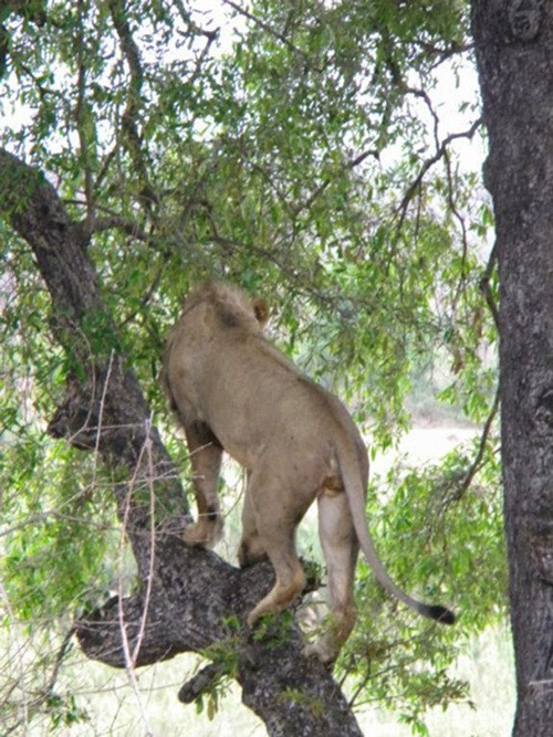 Về phần những con sư tử, do không được rèn luyện để trèo lên những cành nhỏ và cao, chúng rất lúng túng khi báo đốm treo thịt linh dương trên cành cây nhỏ tít phía trên. (Ảnh Steve Farrell)