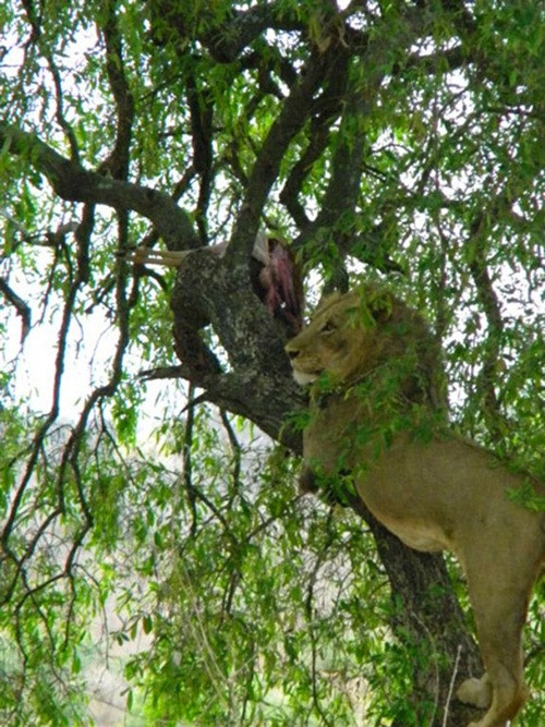Đây quả là một quyết định sai lầm vì năng lượng chúng tiêu hao khi trèo cây còn nhiều hơn cả chỗ thịt linh dương mà chúng cướp được có thể bù đắp. Hơn nữa, cuối cùng, cặp đôi sư tử cũng phải bỏ đi trong ngượng ngùng với chiếc bụng đói. (Ảnh Steve Farrell)