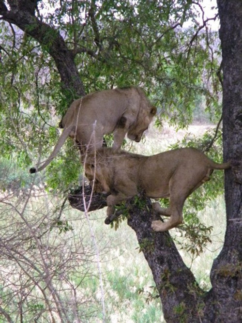 Khi cả hai con sư tử đều trèo lên được cây, chúng bắt đầu tỏ rõ mình là những con sư tử vụng về khi loay hoay mãi không thể tiến lên được chạc cây mà báo đốm cất thịt. (Ảnh Steve Farrell)