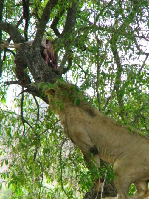 Khao khát nhìn lên đống thịt linh dương nhưng sư tử lúng túng, không dám mạo hiểm để trèo lên chạc cây cao vì nếu chỉ sơ sảy, nó sẽ rơi xuống mặt đất và phải trả giá đắt. Sau một hồi đầu tranh lâm lý, cuối cùng hai con sư tử đành xấu hổ bỏ, từ bỏ ý định cướp thịt linh dương của báo đốm. (Ảnh Steve Farrell)