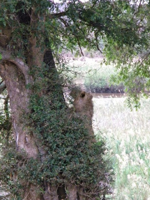 Báo đốm ý thức được sự nguy hiểm cận kề, nó quyết định bỏ của chạy lấy người, để mặc hai con sư tử hung ác tìm cách trèo lên cây với ý định cướp thịt của mình. (Ảnh Steve Farrell)