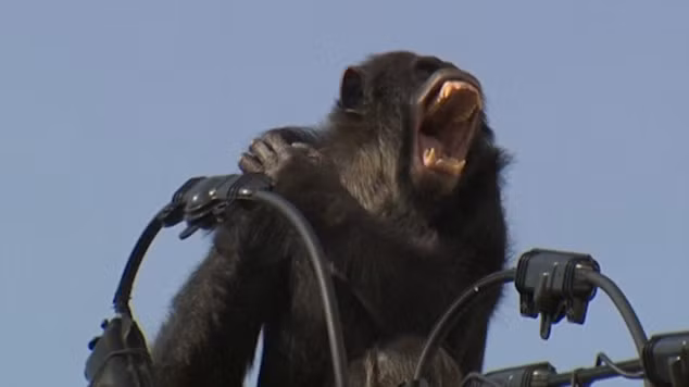 Nhận ra không thể khống chế ChaCha một cách bình thường, các nhân viên quyết định bắn tên tẩm thuốc mê để ChaCha mất kiểm soát. (Theo Dailymail)