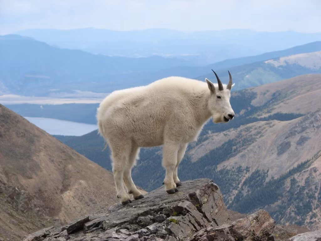 Vào năm 2010, một người đàn ông tên là Bob Boardman đã bị đẩy ra khỏi vách đá, ngã tan xác bởi một con dê núi. Ngay từ đầu, con dê núi có thái độ hung hăng nhưng Bob không để ý và quá gần gũi với sinh vật hoang dã này. Kết cục, anh đã phải trả giá bằng cả sinh mạng của mình vì bất cẩn. Nguồn: Lolwot