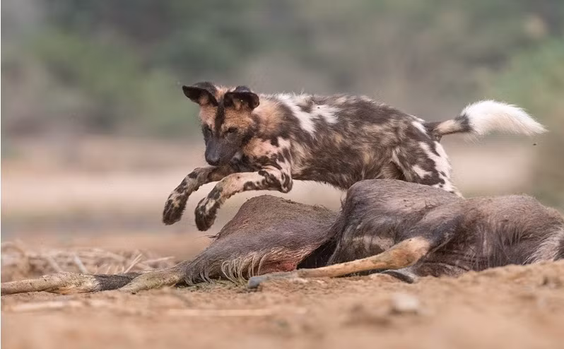Chỉ trong thời gian ngắn, chúng đã quây trước quây sau, chọn cắn đúng chỗ hiểm, chặt đứt đường sống của linh dương to lớn, hiền lành. (Theo Sina)