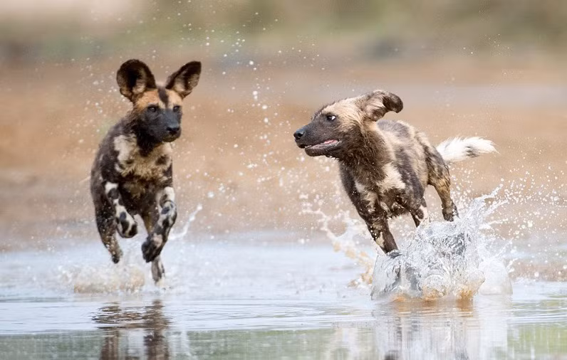 Tuy vậy, lần này con linh dương Kudu đã không gặp may, nó đã khá già và yếu, lại đụng độ với đàn cho hoang châu Phi, những con vật nổi tiếng với tập tính săn đồng đội và khả năng chạy vòng linh hoạt bù lại tốc độ. (Theo Sina)