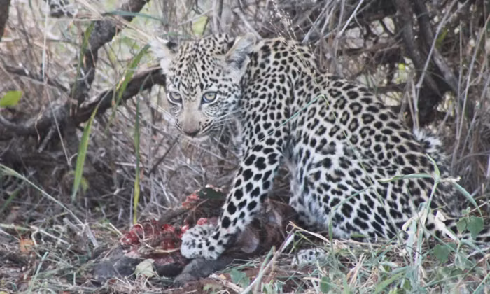 Sau khi săn được một con lợn rừng nhỏ, báo đốm mẹ đã ăn phần mình và giấu vào trong một bụi cây, sau đó đi đón hai đứa con của mình đến. Khi sắp tới nơi, nhìn thấy phần thịt lợn rừng ngon nghẻ, một con báo đốm cá tính mạnh hơn đã chạy đến trước. Nguồn: Africa Geographic