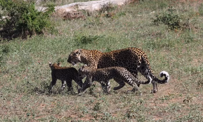 Khi đang ở trong khu vực bảo tồn loài báo đốm quý hiếm, nhiếp ảnh gia Glen Hayes đã bắt được khoảnh khắc vô cùng thú vị khi anh em báo đốm cắn xé nhau chỉ vì bữa trưa mà mẹ chúng đã để phần. Nguồn: Africa Geographic