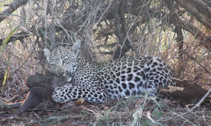 Nó thoải mái thưởng thức bữa trưa mà mẹ đã để phần mà không thèm chờ người anh em ruột của mình. Nguồn: Africa Geographic