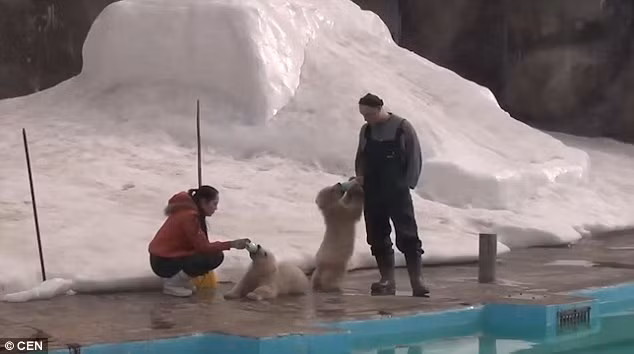 Chúng vẫn được cho bú sữa bình và quen với việc được uống những giọt sữa thơm ngon này. (Theo Sina)